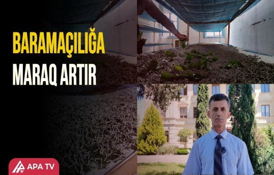 Lənkəranda baramaçılıqda bu il yüksək məhsuldarlıq gözlənilir
                                                