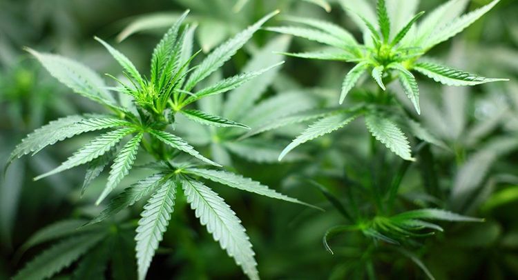 Several US Military Base workers arrested, charged in Okinawa marijuana ring
