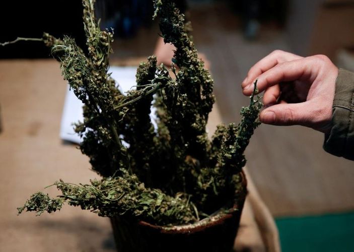 Zambia approves cannabis exports to boost economy