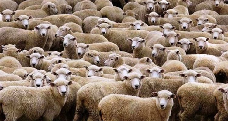 Sale of animal and bird foods to be excluded from VAT for 4 years in Azerbaijan starting January 1 