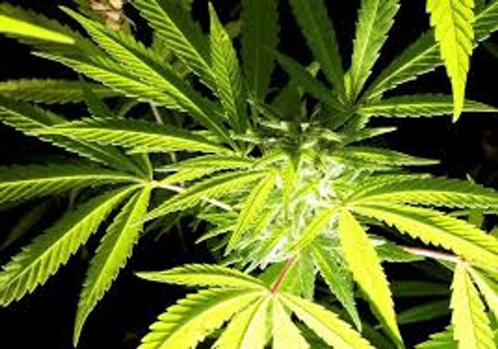 Italy court rules home-growing cannabis is legal, reigniting dispute