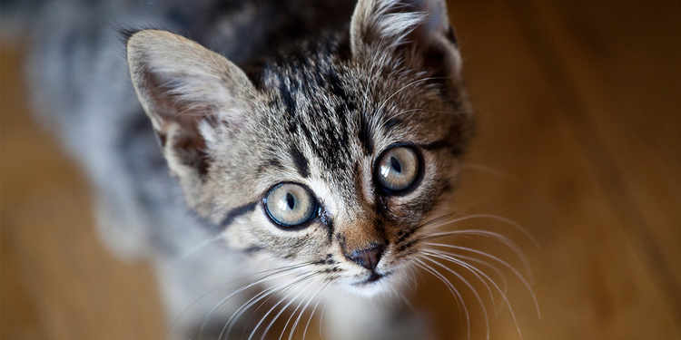 Pet cat tests positive for coronavirus in Hong Kong