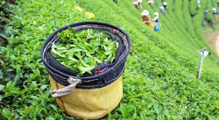 Azerbaijan increases tea export