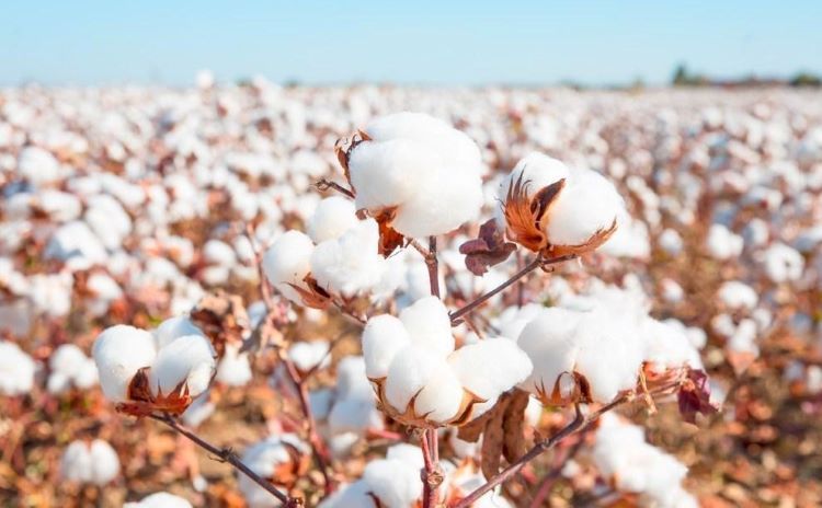 Azerbaijan decreased export of cotton