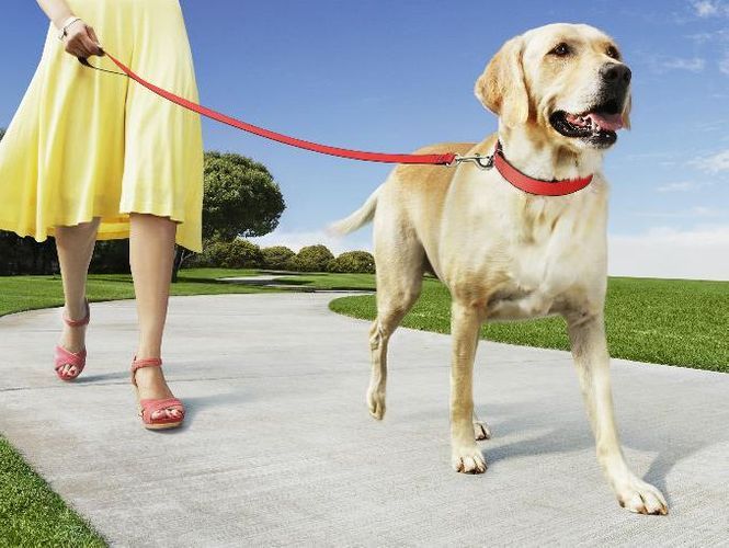 Rule of getting permission for taking pets for walking during strict special quarantine regime in Azerbaijan revealed
