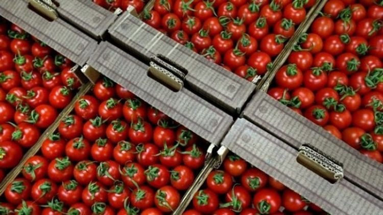 Russia allowed import of tomatoes from Azerbaijan