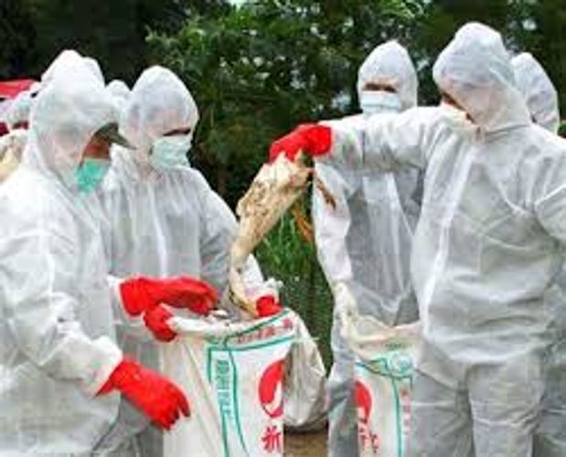 Bird flu spreads to a quarter of Japan prefectures