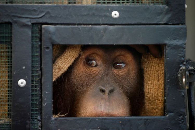 Two smuggled Sumatran orangutans flown home from Thailand