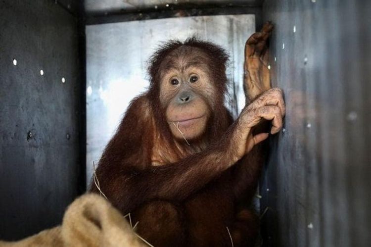 Smuggled orangutans start new life after repatriation to Indonesia