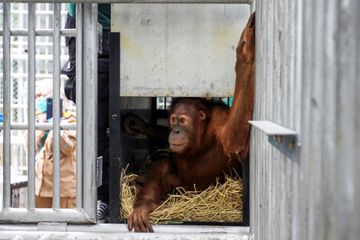 Smuggled orangutans start new life after repatriation to Indonesia