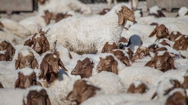 Turkey's animal production up 4.7% in 2019