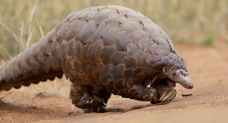 Pangolins suspected as potential host of coronavirus spread