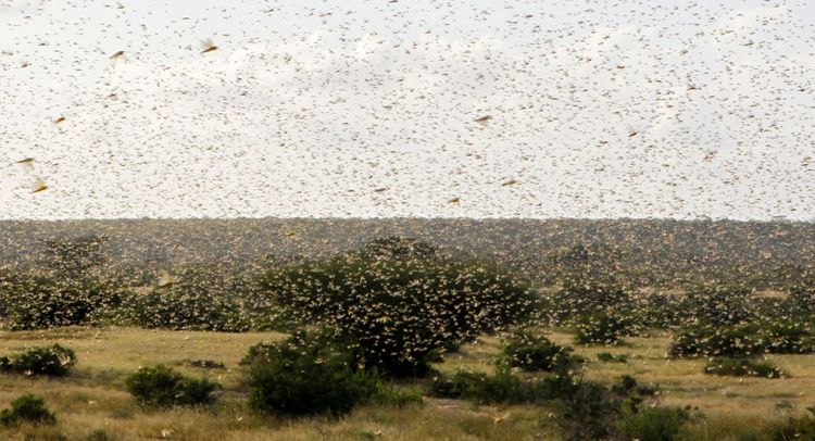 UN urges global community to act fast to combat East African locust outbreak