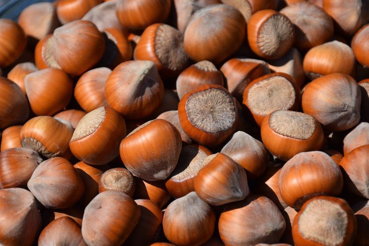 Azerbaijan to export hazelnut to Switzerland