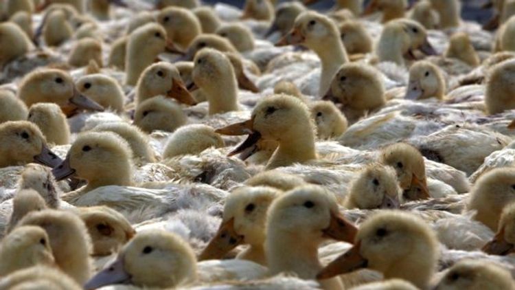 China prepares 100,000 ducks to battle Pakistan's locust swarms