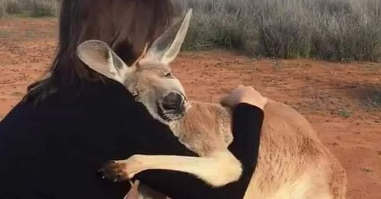 More than a billion animals killed by Australian wildfires