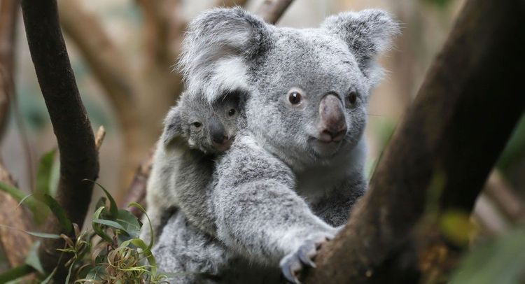 Four-legged heroes: Dogs help rescue teams to save koalas in Australia wildfires