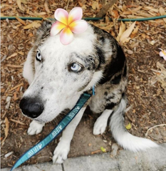 Four-legged heroes: Dogs help rescue teams to save koalas in Australia wildfires