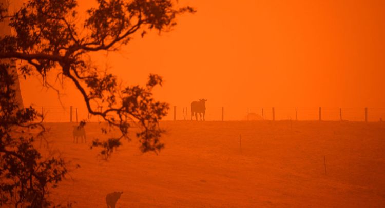Australia to spend $34.5 mln on recovery of bushfire-affected wildlife