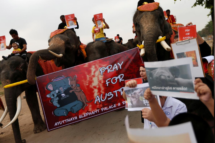 Thai elephants march in silence for Australian bushfires