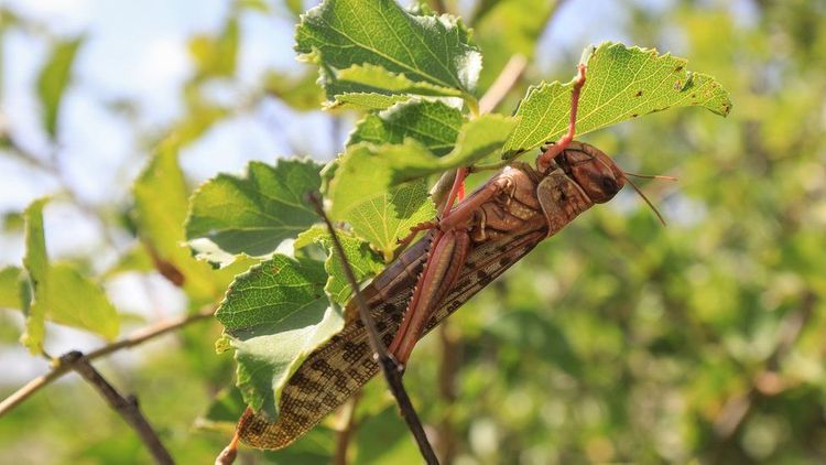 Massive locust swarms spark UN appeal for help