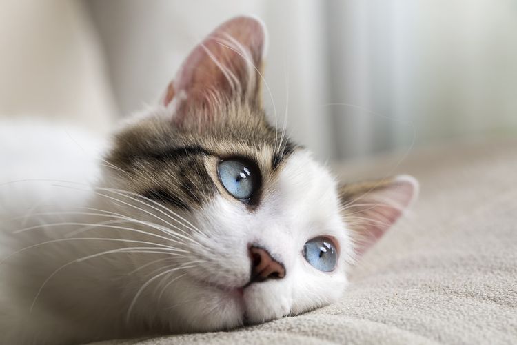 UK confirms first case of ‘very rare’ infection in pet cat
