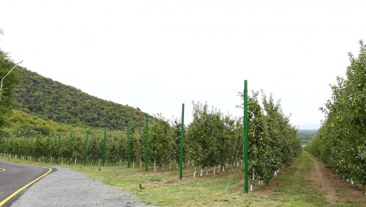 Azerbaijani President viewed “Bal meyvə” gardening in Balakan
