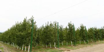 Azerbaijani President viewed “Bal meyvə” gardening in Balakan