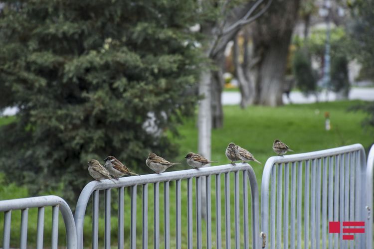 Population is prohibited from going out in Baku, Sumgayit, Ganja, Lankaran cities and the Absheron district 