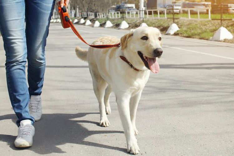 Citizens may walk their pets, dogs during strict quarantine regime in Azerbaijan