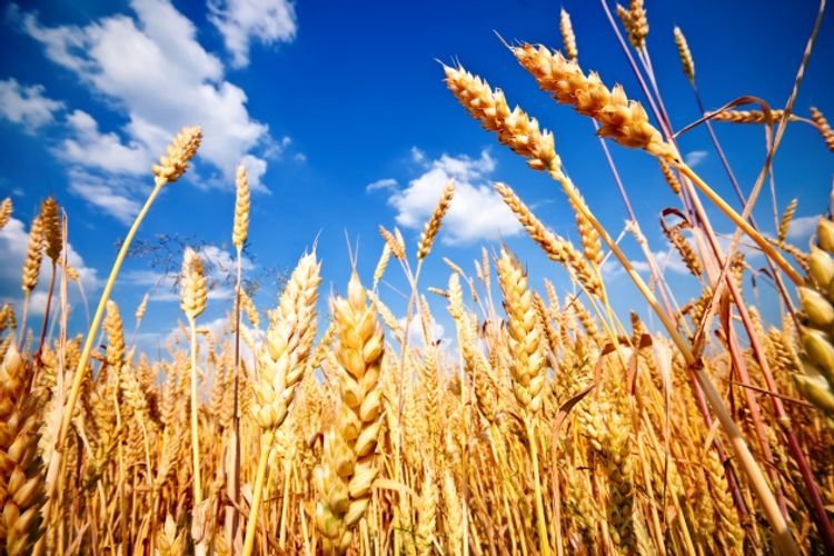 Azerbaijan decreases wheat import by 38%