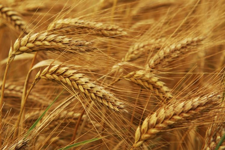 Procurement of high-quality bread grain for State Wheat Fund announced