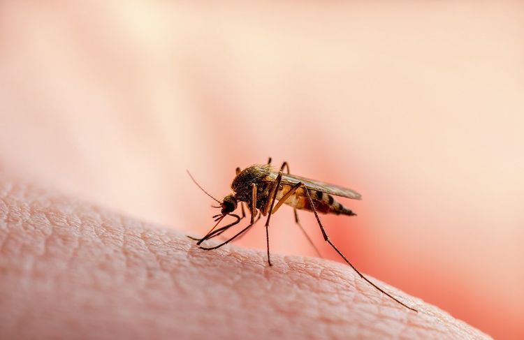 Florida authorities register increased number of West Nile virus cases in Miami