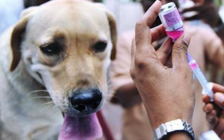 4 people died of rabies last year in Azerbaijan 