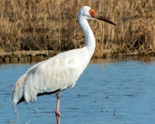 Last Siberian Crane appears in Azerbaijan - PHOTO