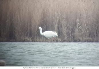 Last Siberian Crane appears in Azerbaijan - PHOTO