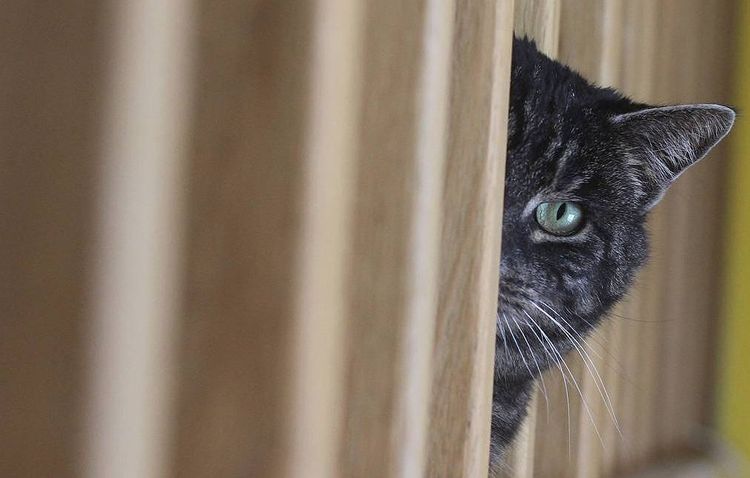 Pets can’t spread novel coronavirus, expert says