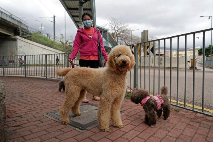 Hong Kong quarantines dog for positive coronavirus test result