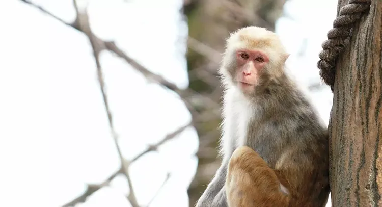Chinese scientists find monkeys can develop immunity to coronavirus after infection