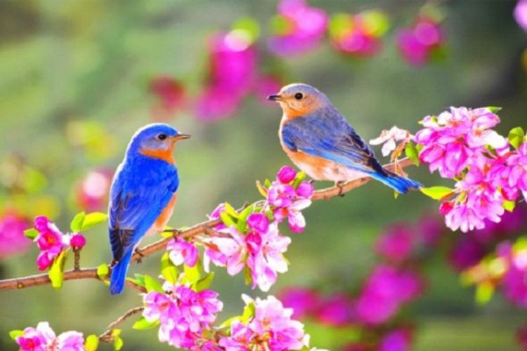 Spring comes to Azerbaijan