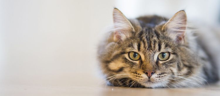 Belgium confirms case of COVID-19 transmission from human to cat 