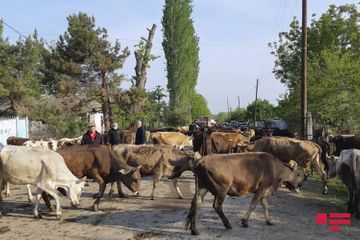 Azerbaijani villagers hold protest in Georgia