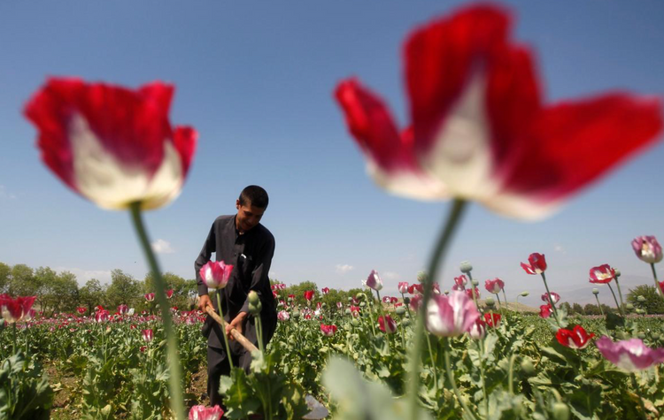 Coronavirus pandemic is pushing up the price of illegal drugs, U.N. says