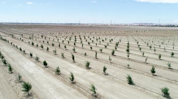 President Ilham Aliyev and first lady Mehriban Aliyeva planted tree on the occasion of national leader Heydar Aliyev’s birth anniversary