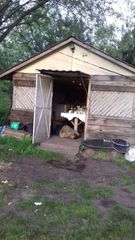 Seven residents of Kyiv killed by local hunter