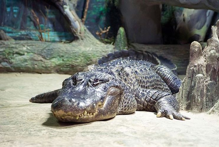 Hitler's alligator dies in Moscow Zoo after British troops found him in 1945