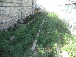 Armed drug trader being Russian citizen detained in Baku
