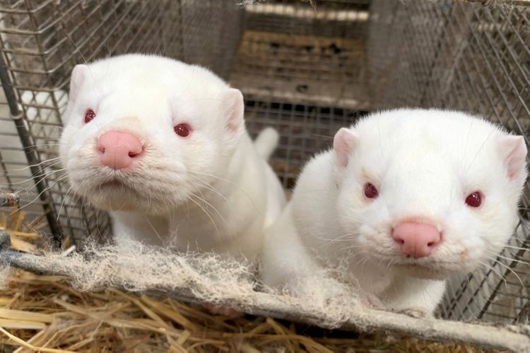 Denmark reports 214 cases of mink-related coronavirus