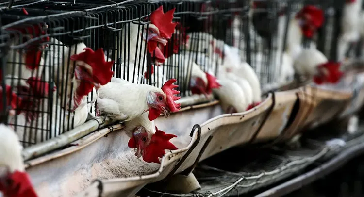 Bird Flu outbreak detected in Western Belgium