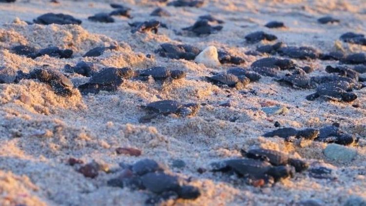 Record number of endangered turtles hatch in Mexico